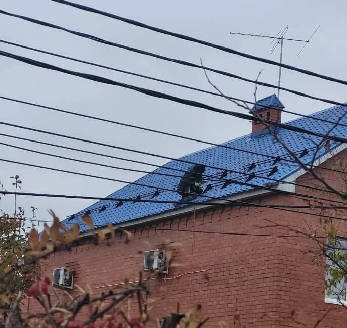 Монтаж снегозадержателей на крышу